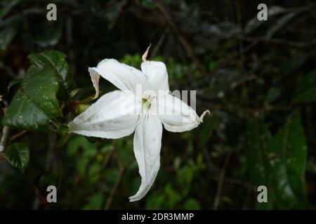 Araignée de crabe vert (Misumessus oblongus) sur l'orchidée épiphytique, (Aerangis puma), Parc national d'Andasibe-Mantadia, Madagascar Banque D'Images