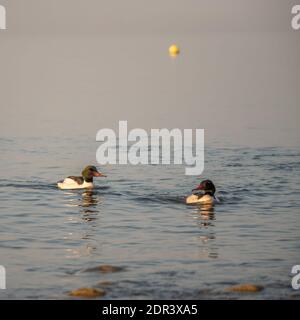 Canards nageant dans l'eau en Suisse. Merganser commun. Goosander eurasien. Mergus merganser. Banque D'Images