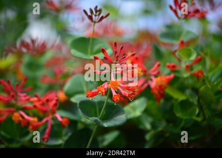 Fleurs lumineuses de nasturtium rouge fleuri sur un fond de verdure dans un jardin d'été. Mise au point sélective Banque D'Images