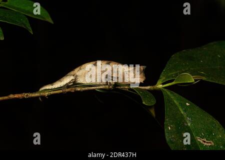 Feuille brune ou chameleon à queue épaisse (Brookesia superciliaris), Parc national d'Andasibe-Mantadia, Madagascar Banque D'Images