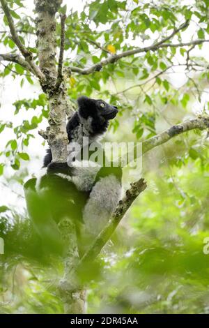 L'Indri (Indri Indri), Parc National Analamazaotra, Madagascar Banque D'Images