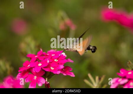 Hummingbird hawk-moth Banque D'Images