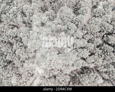 Vue aérienne d'une forêt à feuilles persistantes enneigées après une chute de neige. Sommet de conifères dans la neige, vue d'un drone. Banque D'Images