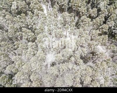 Vue aérienne d'une forêt à feuilles persistantes enneigées après une chute de neige. Sommet de conifères dans la neige, vue d'un drone. Banque D'Images