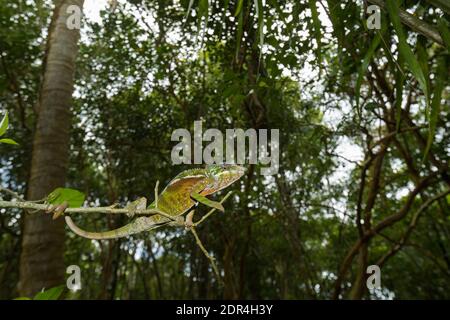 Le caméléon de Parson (Calumma parsonii), réserve de Palmarium, Ankani’ny Novy, Madagascar Banque D'Images