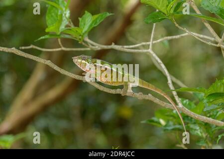 Le caméléon de Parson (Calumma parsonii), réserve de Palmarium, Ankani’ny Novy, Madagascar Banque D'Images