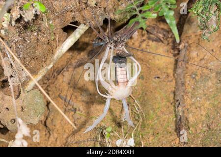 Whipscorpion (Amblypygid) sans queue changeant sa peau dans la forêt montagnarde de la réserve de Los Cedros, dans l'ouest de l'Equateur Banque D'Images