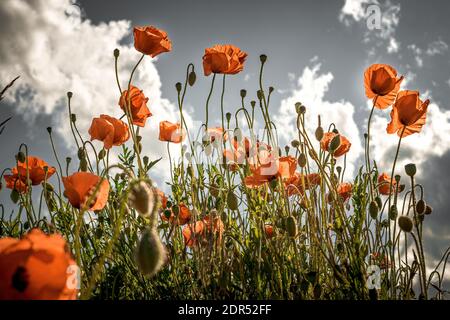 Coquelicots rouges en fleur sur un terrain, couleurs décolorées Banque D'Images