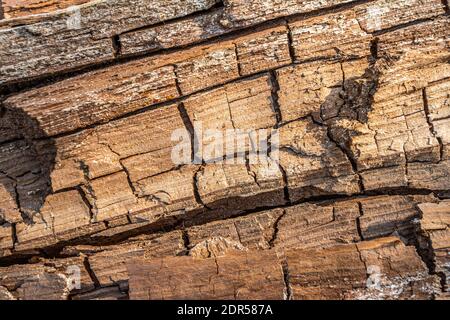 Vieux bois pourri avec fissures et champignon spore. Moule blanc sur une planche en bois. Motif de moisissure sur le bois, l'arrière-plan ou la texture. Banque D'Images