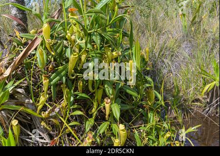 Usine de pichet (Nepenthes madagascariensis), lac Ampitabe, Ankanin’ny Novy, Madagascar Banque D'Images