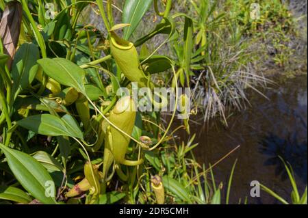 Usine de pichet (Nepenthes madagascariensis), lac Ampitabe, Ankanin’ny Novy, Madagascar Banque D'Images