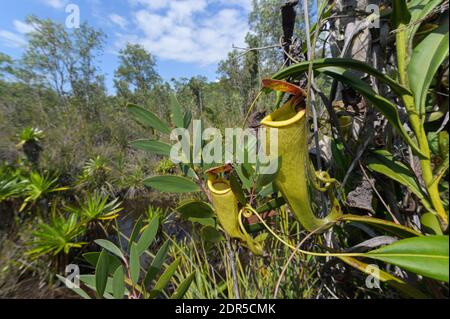 Usine de pichet (Nepenthes madagascariensis), lac Ampitabe, Ankanin’ny Novy, Madagascar Banque D'Images