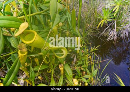 Usine de pichet (Nepenthes madagascariensis), lac Ampitabe, Ankanin’ny Novy, Madagascar Banque D'Images