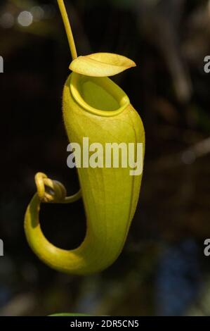 Usine de pichet (Nepenthes madagascariensis), lac Ampitabe, Ankanin’ny Novy, Madagascar Banque D'Images