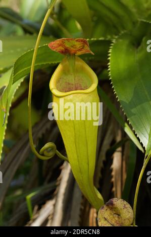 Usine de pichet (Nepenthes madagascariensis), lac Ampitabe, Ankanin’ny Novy, Madagascar Banque D'Images