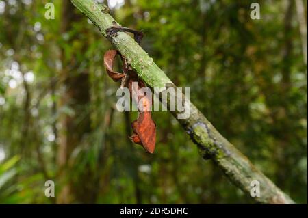 Gecko à queue de feuilles satanique (Uroplatus phantasticus), Parc national de Ranomafana, Madagascar Banque D'Images