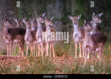 Duelmen, NRW, Allemagne. 20 décembre 2020. Les cerfs de Virginie (dama dama) les femelles (ne) se réunissent de près dans les bois tandis que le temps hivernal devient plus froid et moins agréable. Credit: Imagetraceur/Alamy Live News Banque D'Images