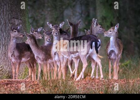 Duelmen, NRW, Allemagne. 20 décembre 2020. Les cerfs de Virginie (dama dama) les femelles (ne) se réunissent de près dans les bois tandis que le temps hivernal devient plus froid et moins agréable. Credit: Imagetraceur/Alamy Live News Banque D'Images