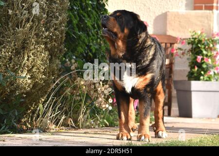 Grand chien debout garde dans un jardin français luxuriant avec des fleurs Banque D'Images