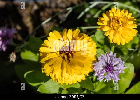 'Fiesta Gitana' Pot Marigold, Ringblomma (Calendula officinalis) Banque D'Images