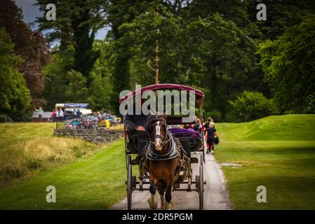 Chevaux et voitures de course dans le parc national de Killarney, près de la ville de Killarney, comté de Kerry, Irlande Banque D'Images
