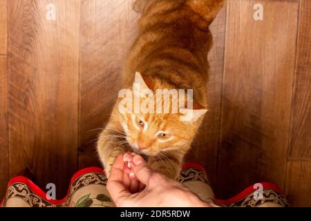 la main femelle donne un morceau de viande crue à un vue de dessus de ginger cat Banque D'Images