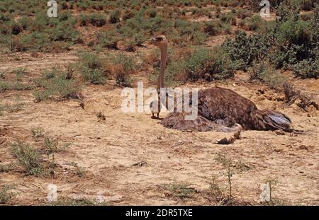 Autruche commune (Struthio camelus) Banque D'Images