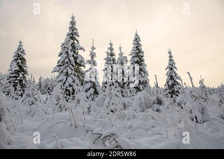 Plusieurs épinettes recouvertes d'une épaisse couche de neige fraîchement tombée pendant l'hiver. Banque D'Images