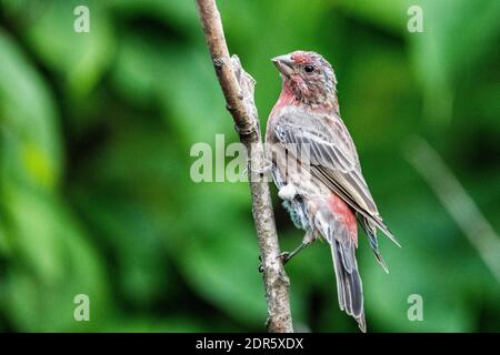 Maison de sexe masculin perchée finch près des mangeoires d'oiseaux Banque D'Images