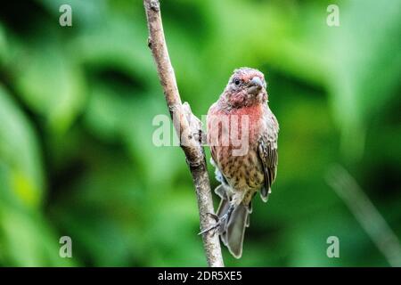 Maison de sexe masculin perchée finch près des mangeoires d'oiseaux Banque D'Images