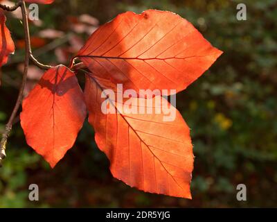 Feuilles de Copper Beech, Fagus sylvatica purpurea, Worcestershire, Royaume-Uni. Banque D'Images