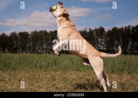 Chien Cadebo; fauve en été; saute et attrape une balle de tennis jaune; rapidement vers le haut; parmi l'herbe verte; contre un ciel bleu Banque D'Images