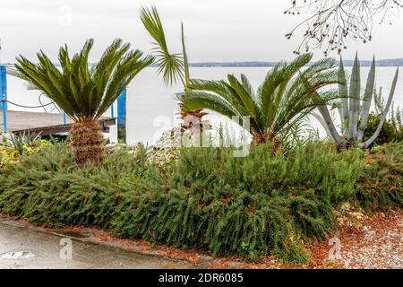 Coin vert près d'une jetée sur le lac de Garde à Sirmione BS. Les plantes présentes sont: Aloès, Cycas, Palm et Rosemary. Banque D'Images