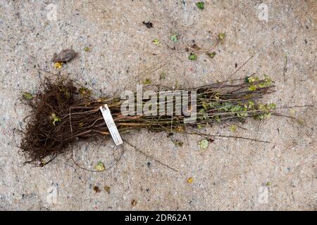 Un bouquet de plantes d'aubépine, Crataegus monogyna, prêt à être planté comme une nouvelle couverture de la faune. Banque D'Images