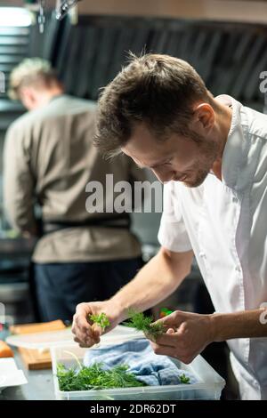 Jeune chef contemporain professionnel se pliant sur un contenant en plastique avec verdure fraîche sur la table de cuisine tout en choisissant l'aneth ou le persil Banque D'Images