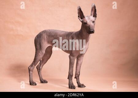 Le chien xolo brun-beige sans poils (xoloitzcuttle, chien mexicain sans poils), se tient magnifiquement à l'intérieur sur un fond beige dans le studio Banque D'Images