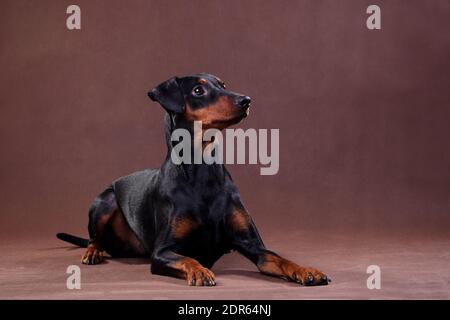 German Pinscher - un chien de taille moyenne élevé en Allemagne à la fin du xviiie siècle Banque D'Images