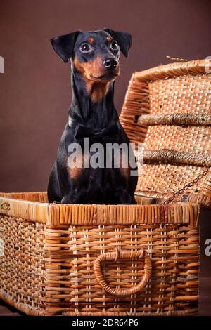 German Pinscher - un chien de taille moyenne élevé en Allemagne à la fin du xviiie siècle Banque D'Images