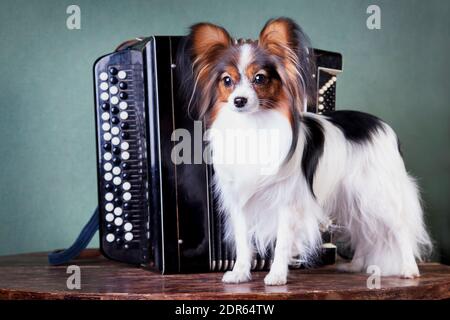 Chien blanc-noir-rouge de la race du papilon (spaniel de jouet continental) se tient sur une table à l'intérieur dans le studio à côté de l'accordéon du bouton Banque D'Images