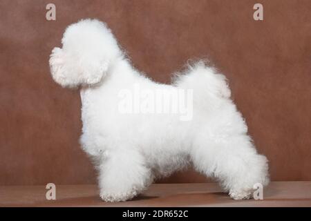 Un chien Bichon Frize se tient dans un rack dans le studio lors d'une séance photo sur fond marron Banque D'Images