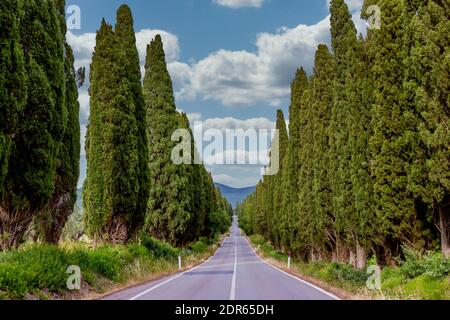 La célèbre route bordée de cyprès menant au charmant village de Bolgheri, Toscane, Italie Banque D'Images