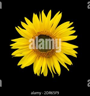 Inflorescence de la plante de tournesol isolée sur fond noir. Tournesol avec bords transparents en haute résolution découpé sur fond noir. Grand jaune Banque D'Images