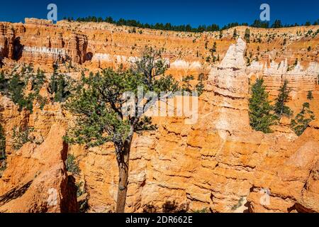 Des zoos et des formations de grès érodées le long des sentiers de randonnée Queen's Garden et Navajo Loop au parc national de Bryce Canyon dans l'Utah. Banque D'Images