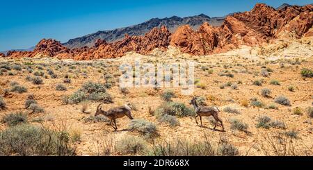 Mouflon de Bighorn du désert au parc national de la Vallée de feu dans le comté de Clark, Nevada. Banque D'Images