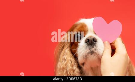 Le chien d'amour reçoit la carte de Valentin sous forme de papier coeur rose sur fond rouge Banque D'Images