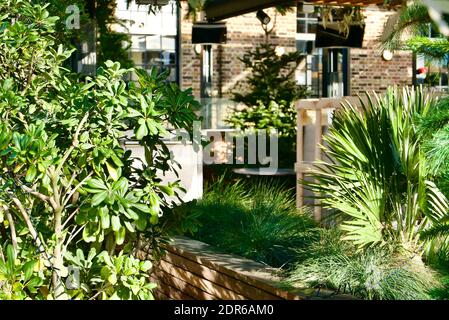 Extérieur du bar et du restaurant avec de nombreuses plantes, palmiers et arbres présents dans le café en plein air par temps ensoleillé. Coal Drops Yard, Londres. Banque D'Images