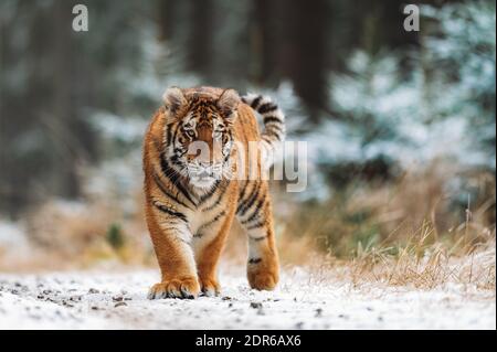 Tigre de Sibérie (femelle, Panthera tigris altaica) marche, vue de face. Une bête dangereuse dans son habitat naturel. Dans la forêt en hiver, c'est de la neige Banque D'Images