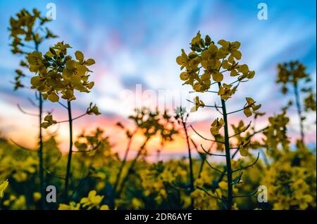 Gros plan d'une fleur de colza jaune. En arrière-plan se trouve un coucher de soleil coloré et un champ de colza entier. Faible profondeur de champ. Banque D'Images