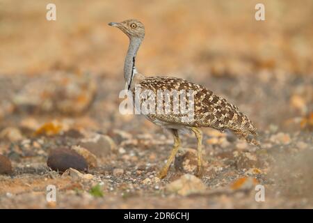 Une femme adulte Houbara Bustard (Chlamydotis undulata) sur Fuerteventura, aux îles Canaries Banque D'Images