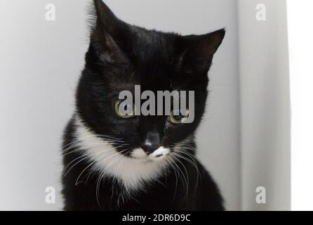 Un portrait d'un chaton bicolore doux et doux Banque D'Images